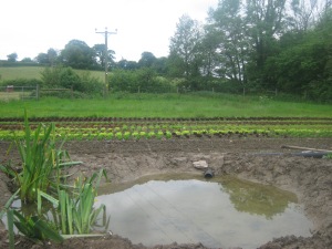 New pond and lettuce